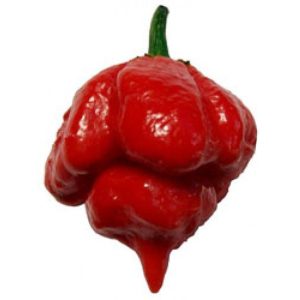Trinidad Scorpion Καυτερή Πιπερία 7 σπόροι !