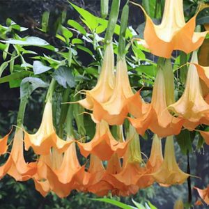 Σάλπιγγα των αγγέλων (Brugmansia) Πορτοκαλί άνθος - 20 σπόροι