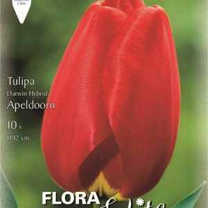 Τουλίπα Apeldoorn - 10 βολβοί