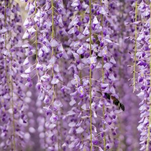 Wisteria (Βιστέρια / Γλυσίνα) floribunda 4 Σπόροι