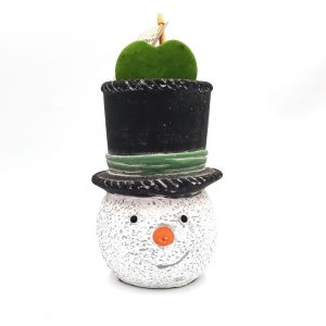 Σύνθεση Κασπώ Snowman & Παχύφυτο Hoya Kerii Φ10x18Υ