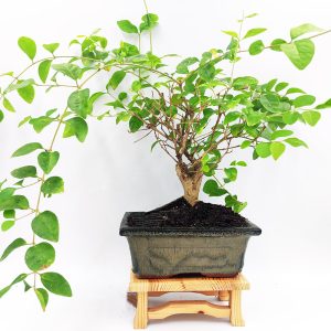 Mini Ξύλινο Τραπεζάκι για Kusamono/ Bonsai