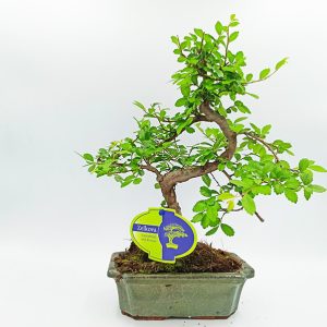 Zelkova Serrata (Ιαπωνική Πτελέα) Μπονσάι - 2γρ σπόροι