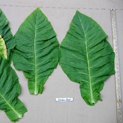 Καπνός “Nicotiana tabacum - Bamboo Shoot” - 50 σπόροι